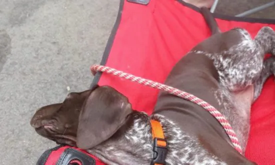 Someone Is Mixing Insecticide into Meat and Poisoning Pet Dogs and Wildlife in Wisconsin Counties