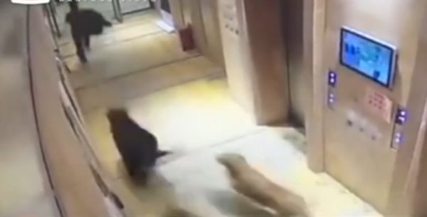 Elevator dogs