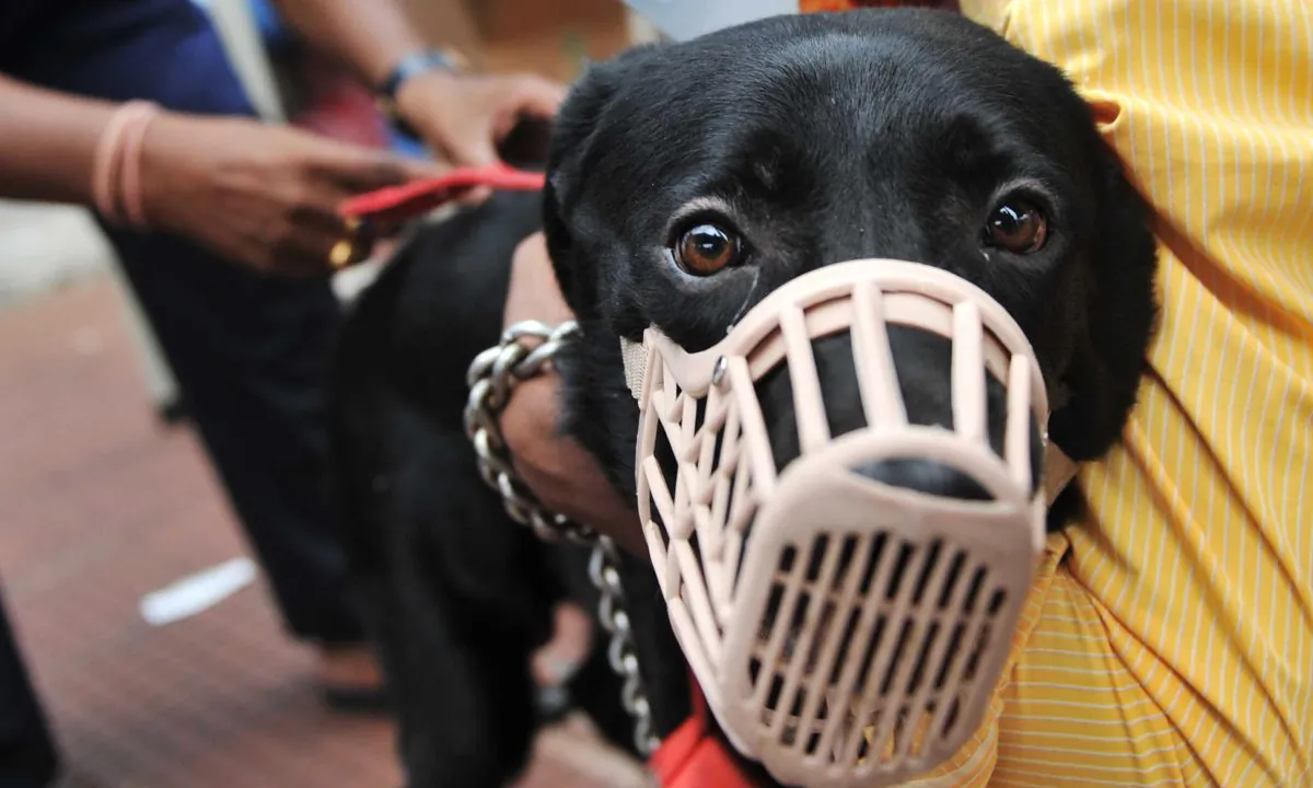 Stock footage of a Labrador in a muzzle. (NOAH SEELAM/AFP/Getty Images)