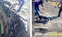 Injured Dog Was Trapped in Well for Several Days, It Saved by Persistence of Good Samaritans