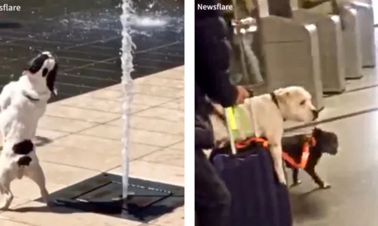 Video: These Dogs Prove They’re Simply Too Adorably Stupid for Their Own Good