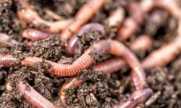 Styrofoam-Eating Worms Could Hold the Solution to Planet’s Plastic Waste Worries