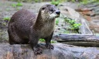 It’s Show Time! Otter Delights Zoo Visitors With Its ‘Professional’ Rock-Juggling Stunt