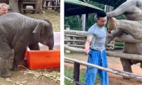 Video: Dumbo’s Going Bananas In The Mop Bucket