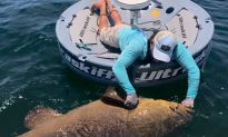 Video: Man Reels in Monstrous Goliath Grouper With Broken Rod