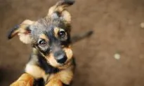 Cops Raid Illegal Pot Farm and Find a ‘Lethargic’ Puppy, End Up Giving Him a Forever Home