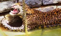 Wild Leopard Rescued From Well In Brave, Courageous Act