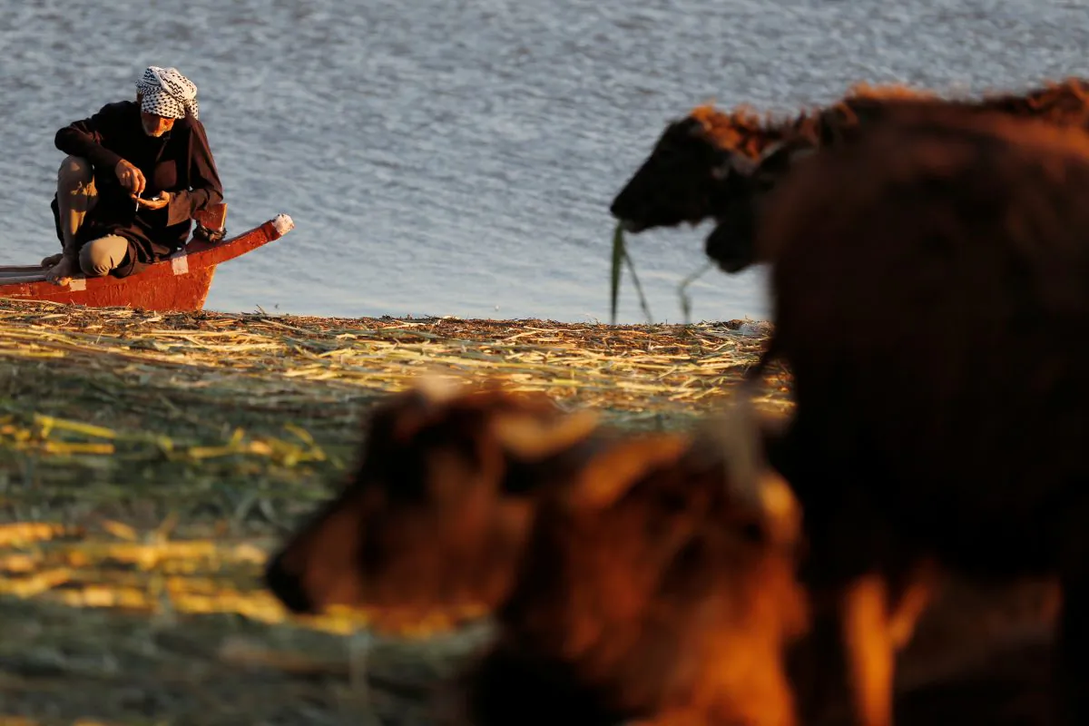 An Iraqi Marsh Arab man smoke cigarettes near buffaloes at the Chebayesh marsh in Dhi Qar province, Iraq April 13, 2019. Picture taken April 13, 2019. (Thaier al-Sudani/Reuters)