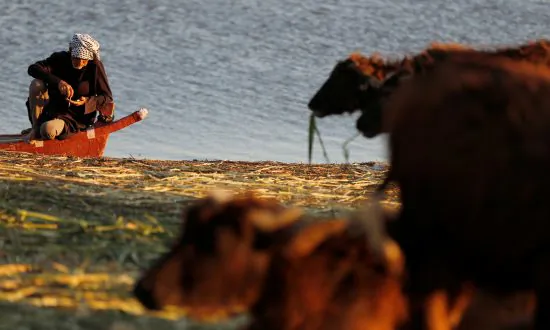 ‘Water Is Life’: Unexpected Rainfall Revives Iraq’s Historic Marshlands