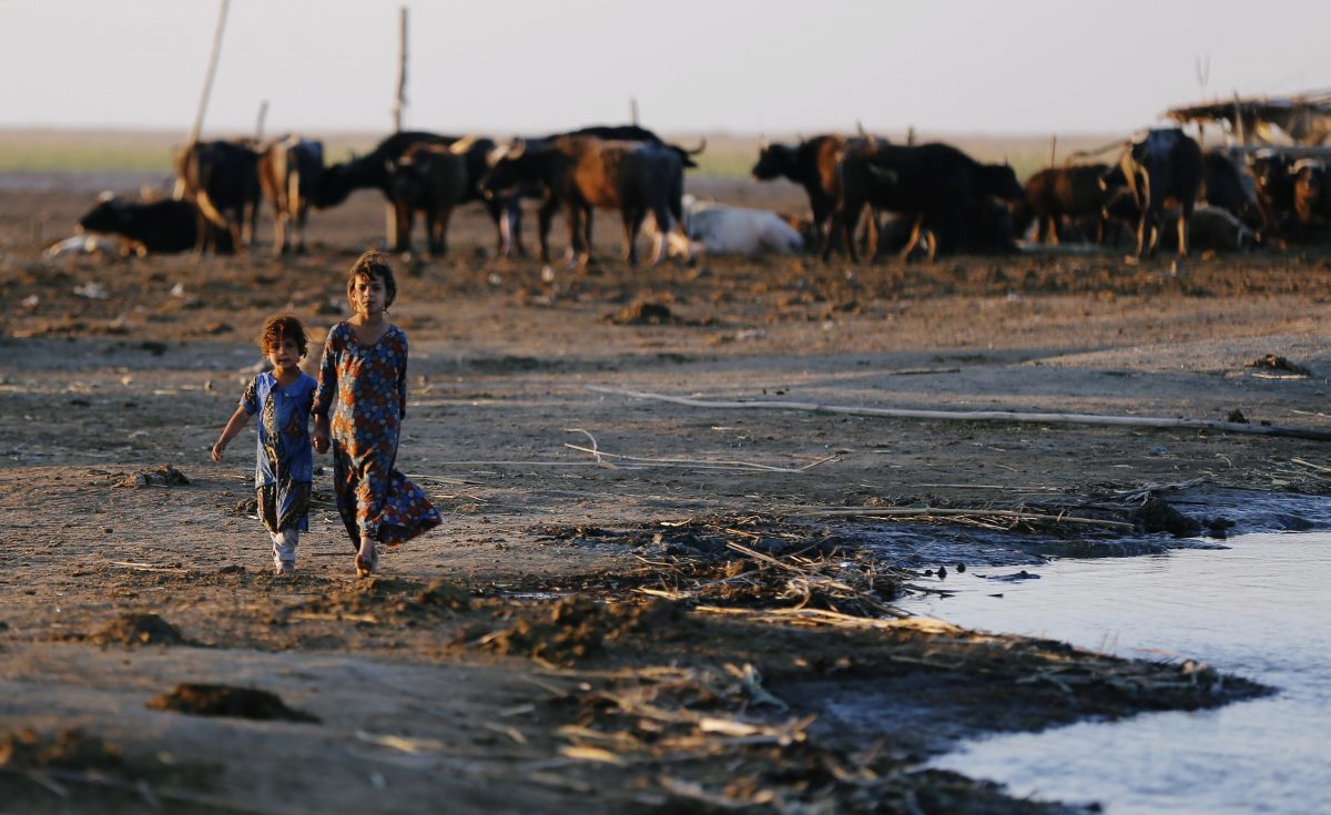 Iraqi Marsh Arab girls walk near buffaloes at the Chebayesh marsh in Dhi Qar province
