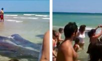 Watch: Young Woman Flips out When Encountering a Manatee