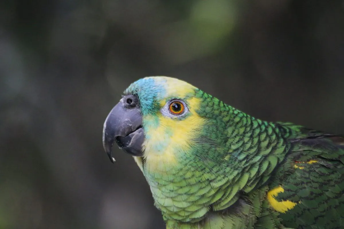 An Amazon parrot from 2017. A similar parrot was seized by police on April 20, 2019 after they discovered it was trained to warn a drug dealer of nearby police. (Pixabay)