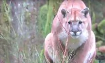 When The Wildlife Gets Wild