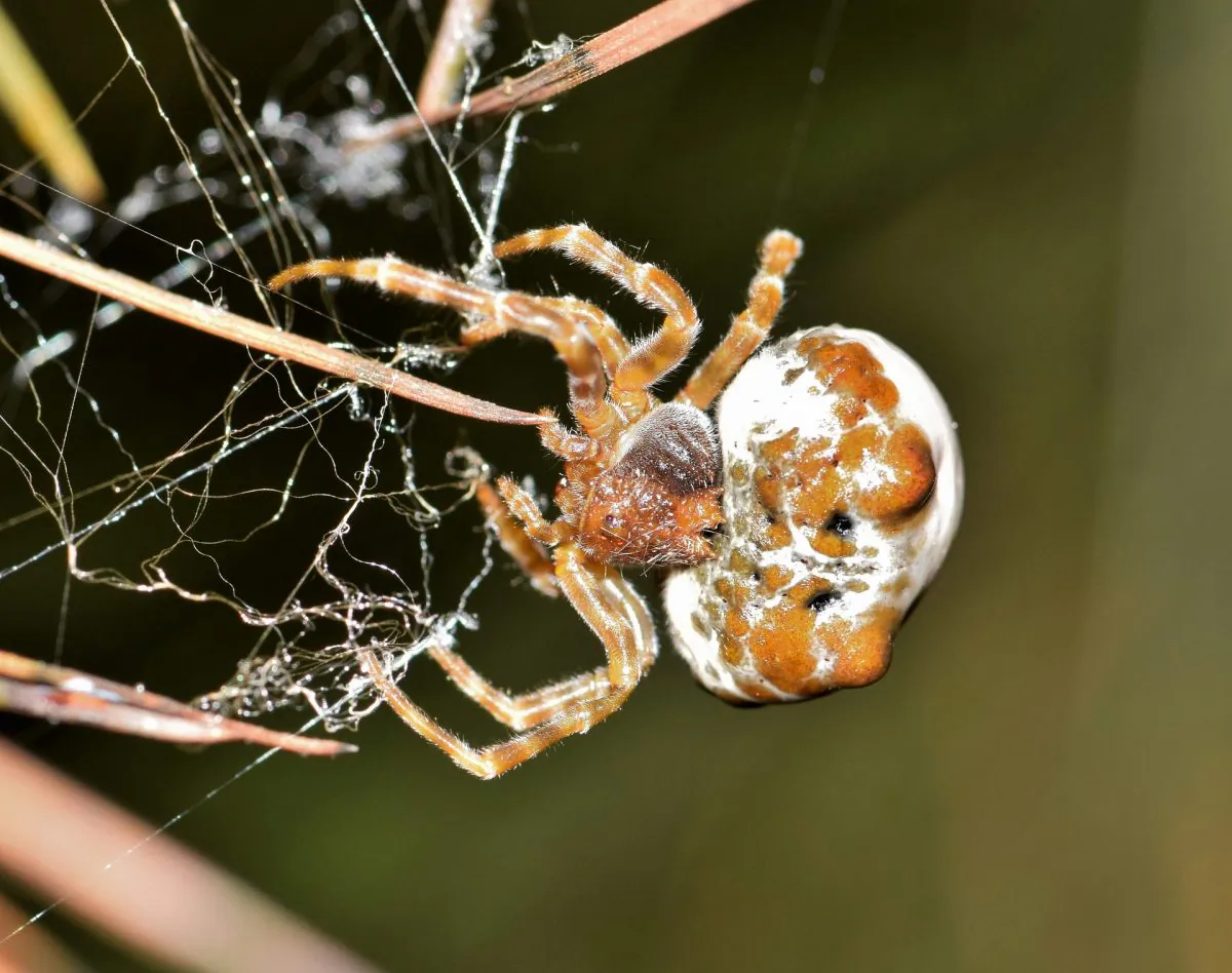 A bolas spider (Pixabay)