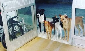 Gang of Dogs Turn Up at Hospital to Wait for Homeless Owner Who's Being Treated Inside