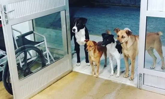 Gang of Dogs Turn Up at Hospital to Wait for Homeless Owner Who’s Being Treated Inside