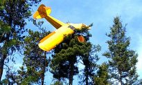 Pilot Rescued From Plane That Crash-Landed Atop Idaho Tree