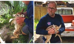 Heartwarming Moment Baby Deer Reunites With its Mother After Getting Trapped in Hole