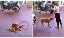 Video: Woman Didn’t Realize She Dropped Money Until Four-Legged Good Boy Returned It to Her