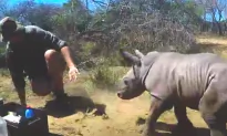 Fearless, Adorable Baby Rhino Tries to Protect Injured Mom