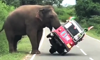 Video: Moments When Wild Pedestrians Show Humans Who’s the Real Boss of the Road