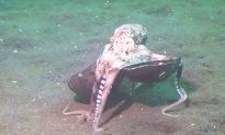 Video: bizarre things this octopus does with coconut shells make scientists drown in laughter