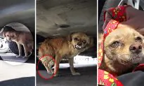 Video: Rescuer Wins the Heart of Terrified Stray Dog With Broken Leg Hiding Under Car
