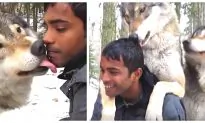 Video: Welcome to the pack! Friendly wolves come out of woods to play with human
