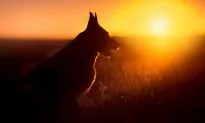 Desperate German Shepherd Near Death Is Rescued and Makes an Astonishing Comeback