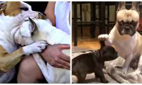 Dogs Have Been Called ‘A Man’s Best Friend’ and This Is the Reason Why