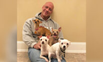 Heartbroken Man Who Was Saved by a Chihuahua Goes on a Mission Rescuing Over 50 Tiny Dogs