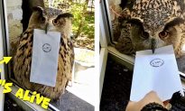 Owl With Attitude Won’t Give Owner Her Mail — Watch What Happens in the End