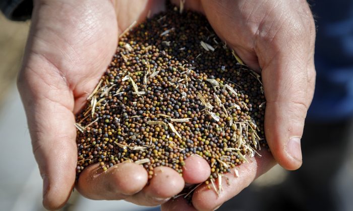 A canola grower checks on his storage bins full of last year's crop of canola seed on his farm near Cremona, AB, on March 22, 2019. (The Canadian Press/Jeff McIntosh)