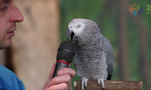Video: Einstein the Talking Parrot Loves to Show Off Impressive 'Language' Skills