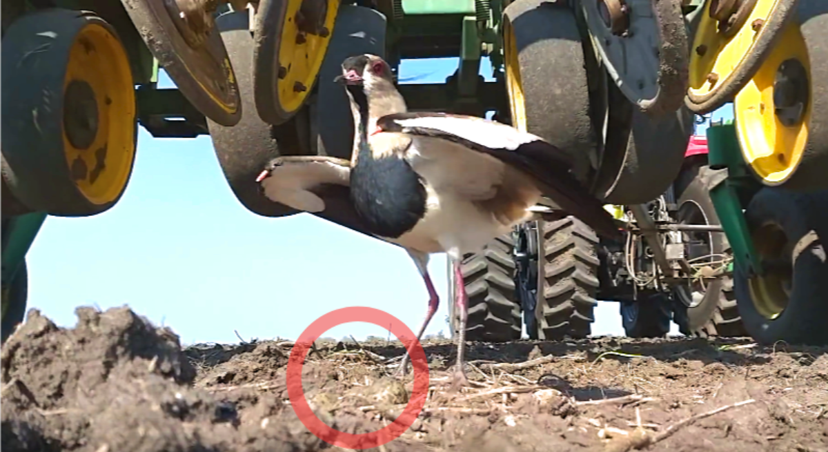 Wonderful Ways Animals Coexist With Each Other and Humans