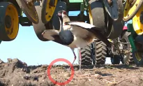 Wonderful Ways Animals Coexist With Each Other and Humans