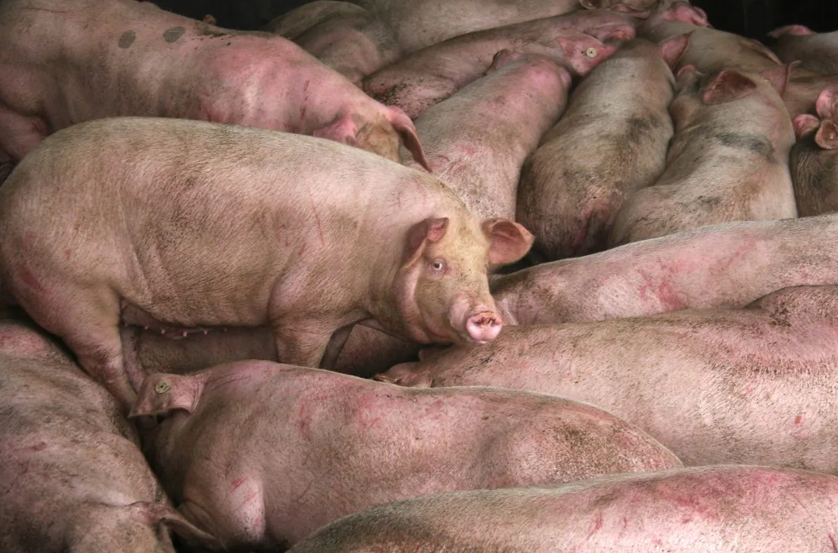 Pigs are seen at the Zuqiao Slaughterhouse on July 25, 2005 in Chengdu of Sichuan Province, southwest China. (China Photos/Getty Images)