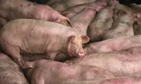 Chinese Detained After Suggesting Dead Pigs in Video Died From African Swine Fever