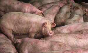 Chinese Detained After Suggesting Dead Pigs in Video Died From African Swine Fever