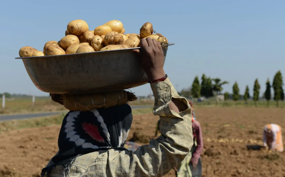 An Indian farmer harvests potatoes at a field at Nadol village of Dehgam Taluka, India, on Feb. 27, 2013. (Sam Panthaky/AFP/Getty Images)