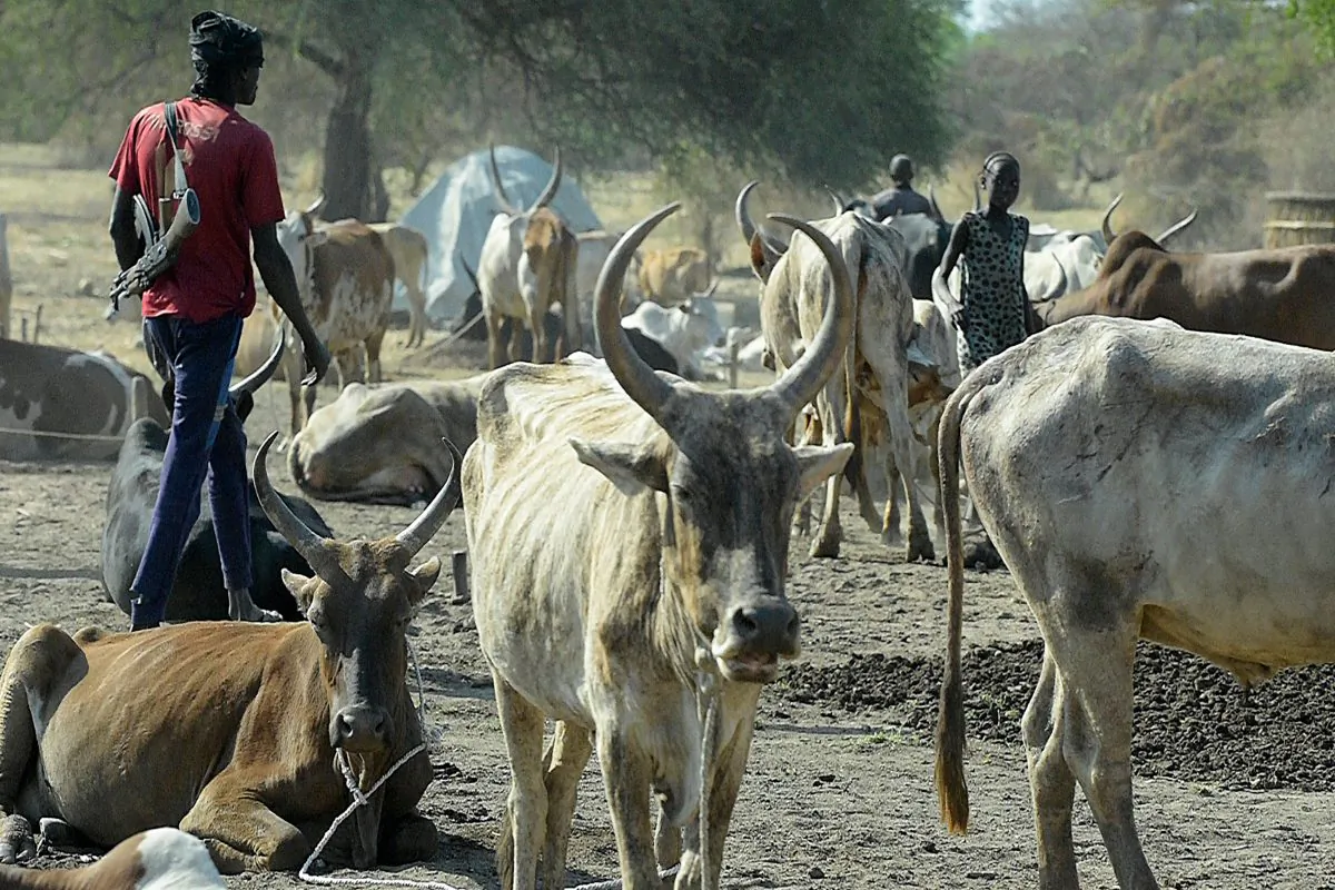 File photo showing a man armed with a rifle walks among cattle at Kirgui village in Udier, South Sudan, on March 9, 2019. (Simon Maina/AFP/Getty Images)