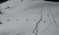 Indian Army Shares Photographs It Claims Show Yeti Footprints