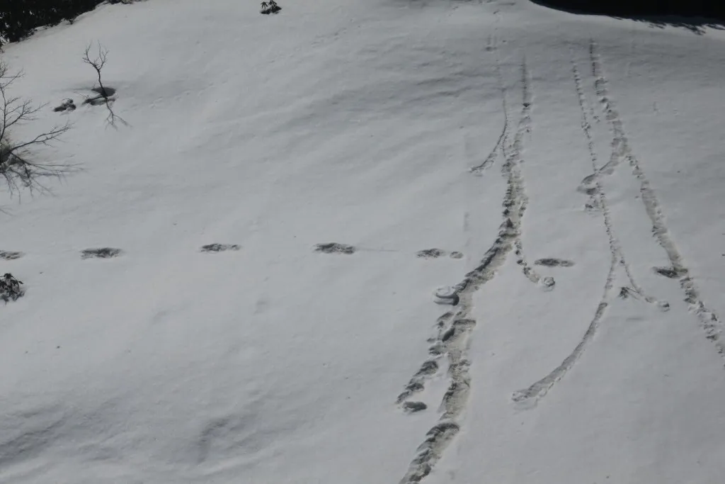 Footprints in the snow of the Makalu national park, which the Indian army says could be those of a Yeti, on April 9, 2019. (Indian Army)