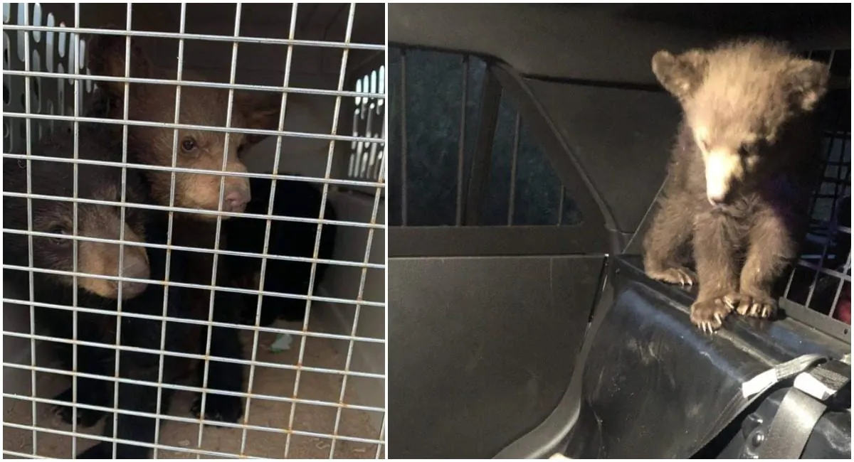 Bear cubs after being rescued from the site of a car crash that killed their mother in Arizona on April 26, 2019. (Arizona Department of Public Safety/Hayden Police Department) 
