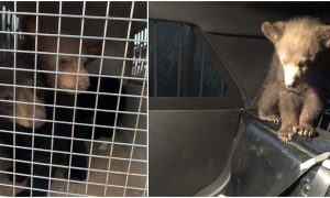 Arizona Troopers Rescue 3 Black Bear Cubs After Mother Killed in Crash