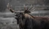 Man Carries Big Bag of Moose Poop to the Airport, Says It’s for Politicians