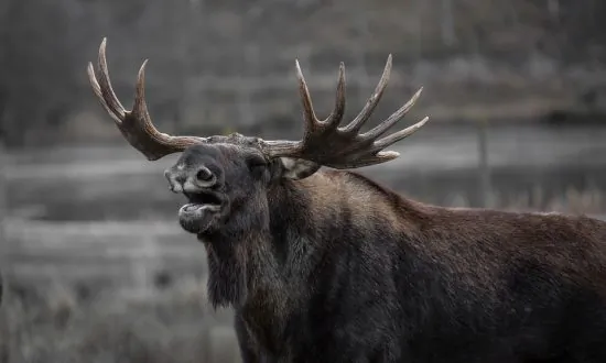 Man Carries Big Bag of Moose Poop to the Airport, Says It’s for Politicians