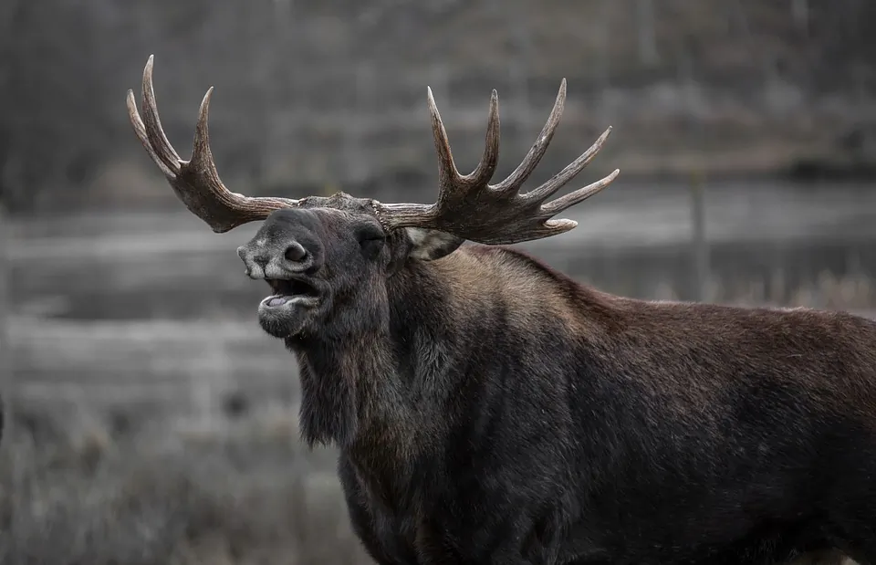 Image of a Moose. (Pixabay)
