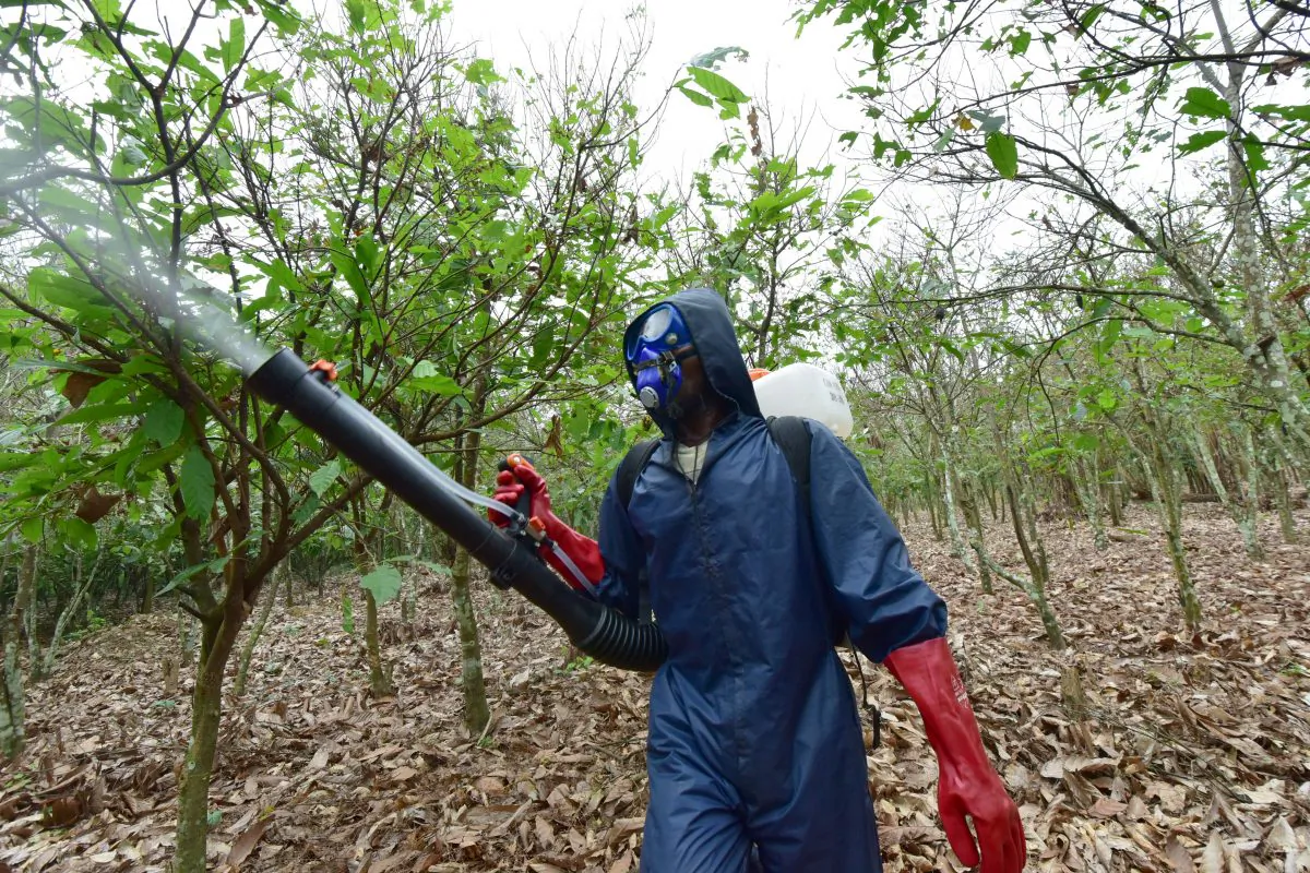 An employee sprays pesticides on a cocoa plantation in Tiassale, in the south-eastern part of Ivory Coast where caterpillars eat
vegetation including cocoa treas, on July 14, 2016. ISSOUF SANOGO/AFP/Getty Images)