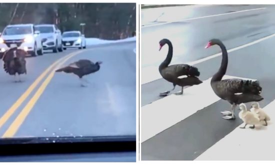 This Is Why Animals Block the Road